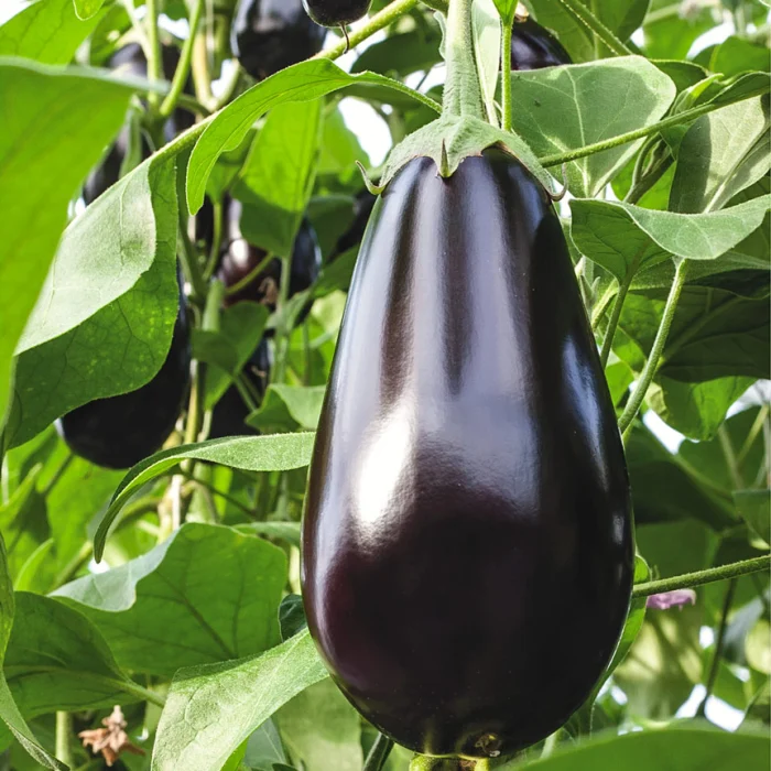 Bartok F1