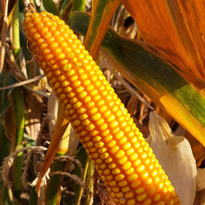 GW2063 | FAO 180