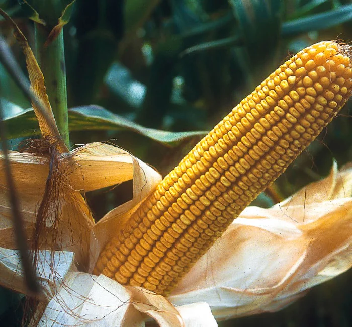 GW8037 | FAO 270