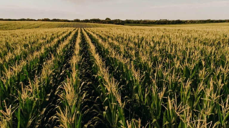 Drought-resistant hybrids