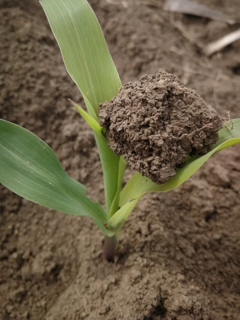 The Power of Golden West Seeds corn