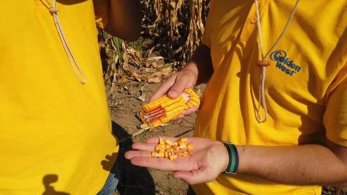 Features of Golden West Seed Breeding Program for early maturity corn hybrids